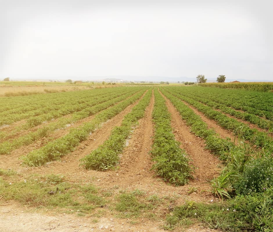 Tomaten aus Spanien