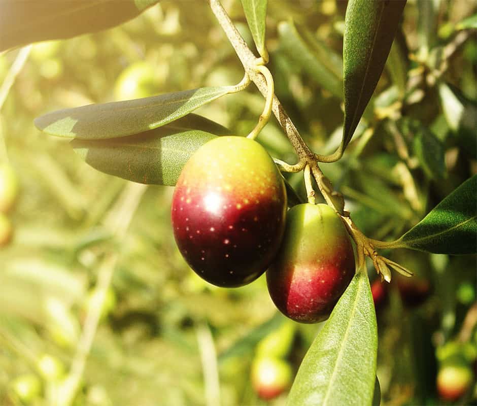 Olivenöl aus Portugal