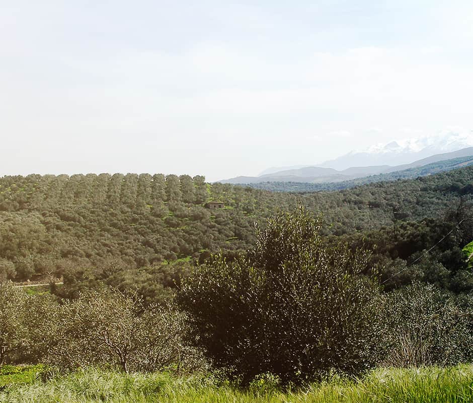 Olivenöl aus Kreta