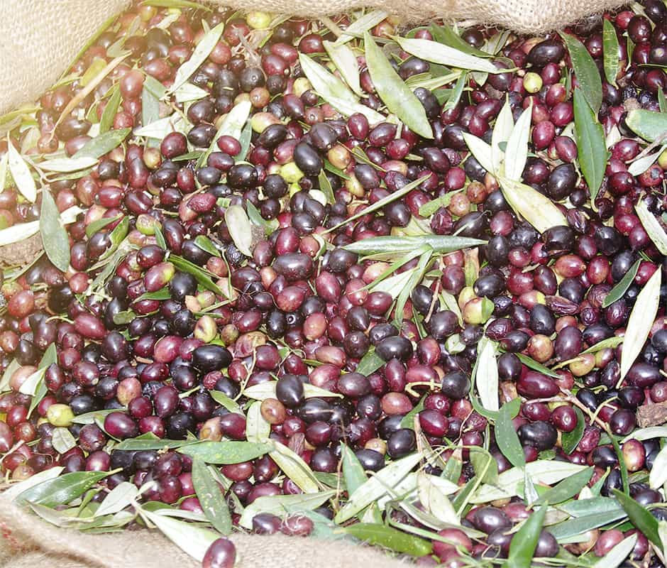 Olivenöl aus Kreta
