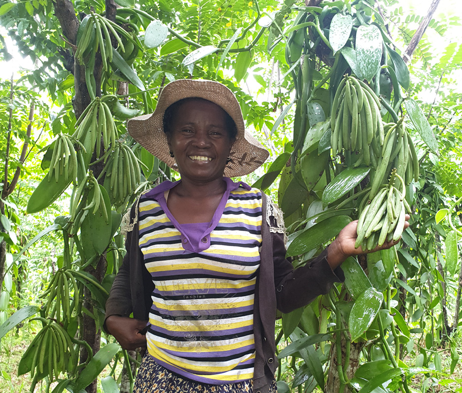 Bourbon-Vanille aus Madagaskar