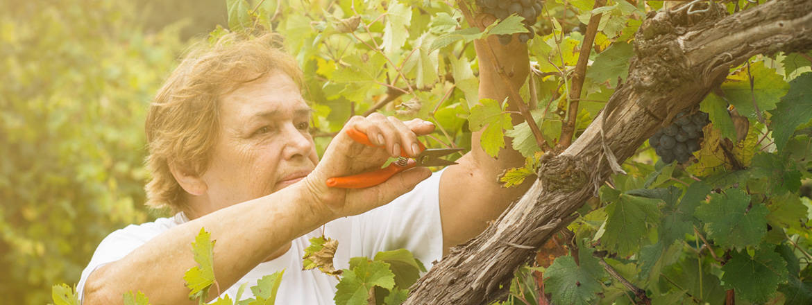 Biologisch erzeugte Lebensmittel von höchster Qualität